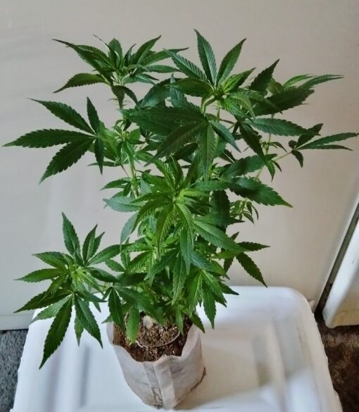 Strawberry Cough - original cut!