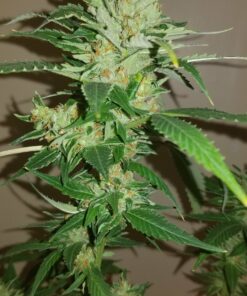 Lemon Lights/Blue Dream x Fruit Pie