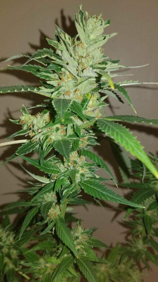 Lemon Lights/Blue Dream x Fruit Pie