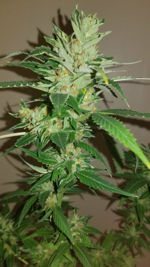 Sweet Elevation (Lemon Lights x Blue Dream x Fruit Pie) - 12 Regs