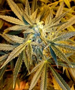 Panama x Chocolate Thai - 12 Regs