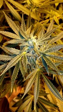 Savage Sunrise (Panama x Chocolate Thai) - 12 Regs