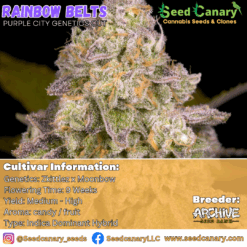 Rainbow Belts (PCG Cut) Rooted Clone