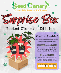 Surprise Box - Rooted Clones Edition