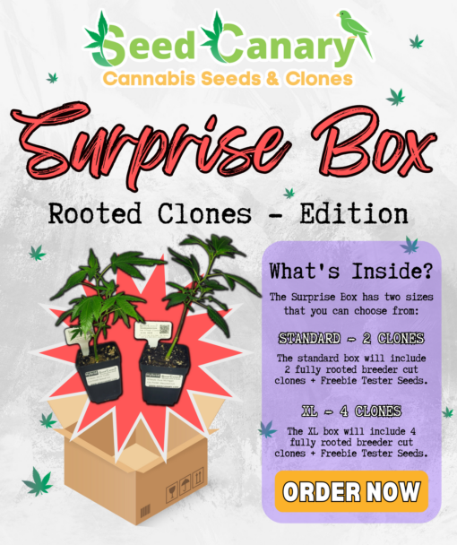 Surprise Box - Rooted Clones Edition