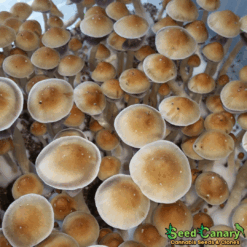 Texas Orange Cap Spore Syringe