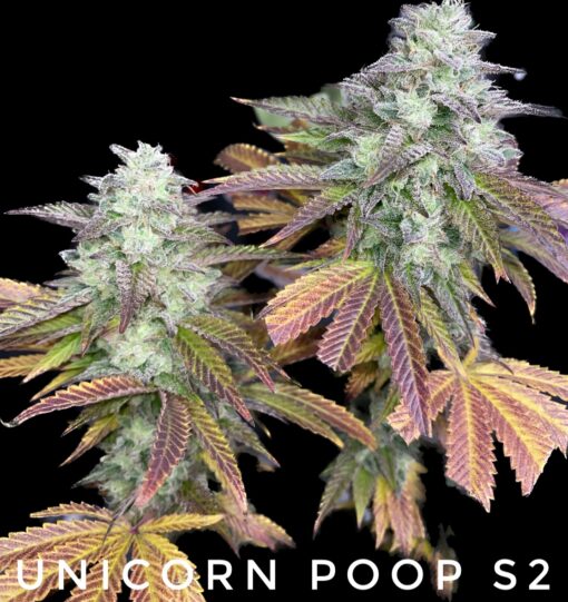 Unicorn Poop S2 (10-Seeds) Fem Photo