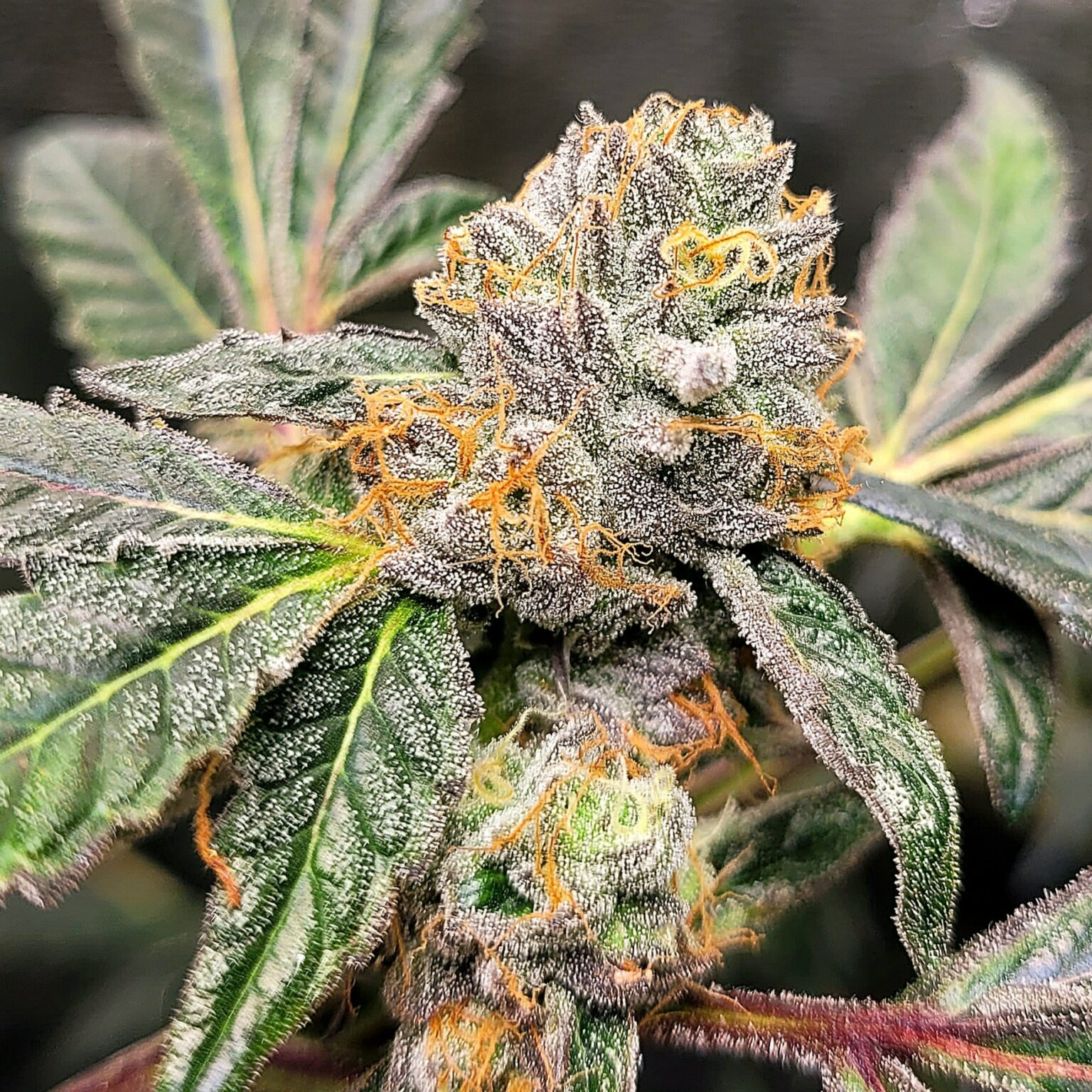 Apples & Bananas Cut) Rooted Clone Seed Canary