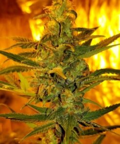 Blue Dream x King Tut - 12 Regs