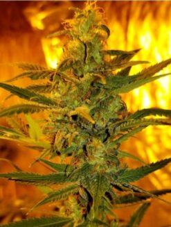 Royal Headspace (Blue Dream x King Tut) - 12 Regs