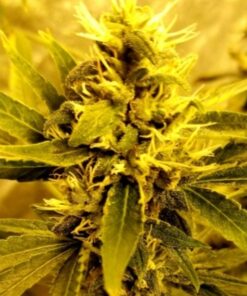 Big Bud x Guatemalan - 12 Regs