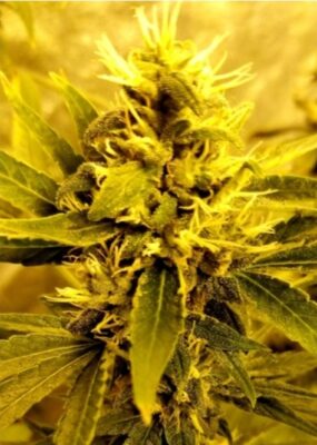 Guatemalan Big Bud - 12 Regs