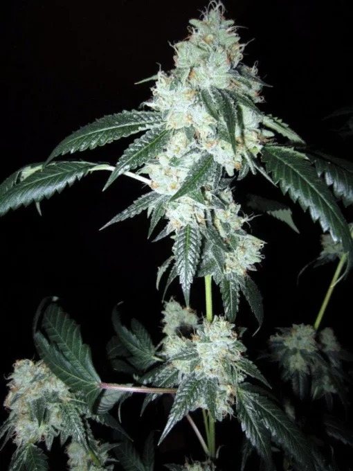 King Louis XIII OG - Image 3