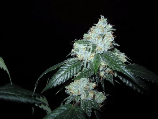 King Louis XIII OG - Image 2