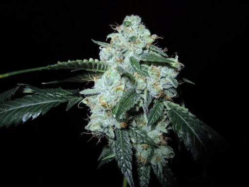 King Louis XIII OG