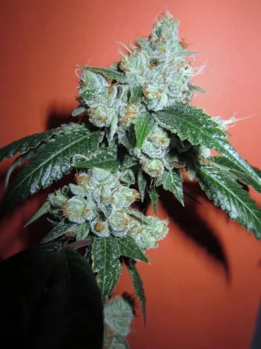 King Louis XIII OG - Image 4