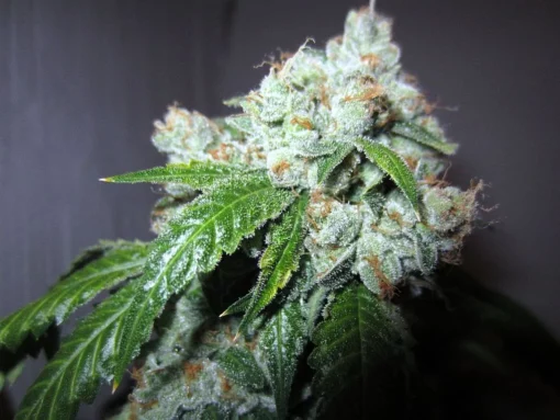 King Louis XIII OG - Image 5