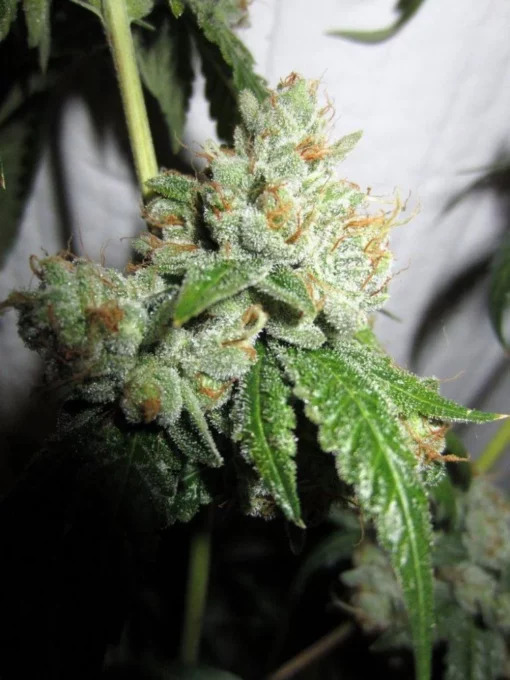 King Louis XIII OG - Image 6