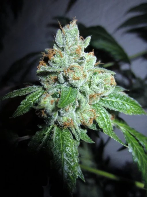 King Louis XIII OG - Image 7