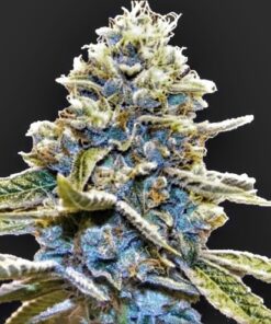 Sour Blue God (10-Seeds) Fem Photo