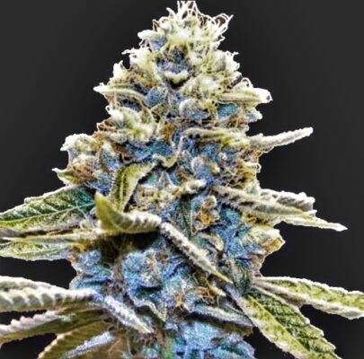 Sour Blue God (10-Seeds) Fem Photo