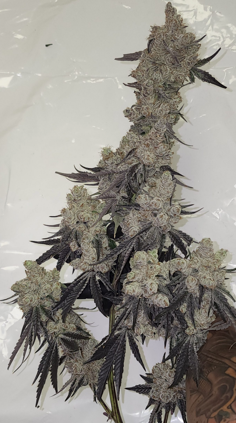 Dante's Inferno Cannabis Strain