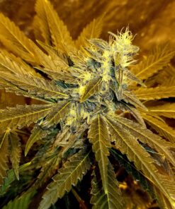 Chocolate Thai RX (Charlottes Web x Chocolate Thai) - 12 Regs