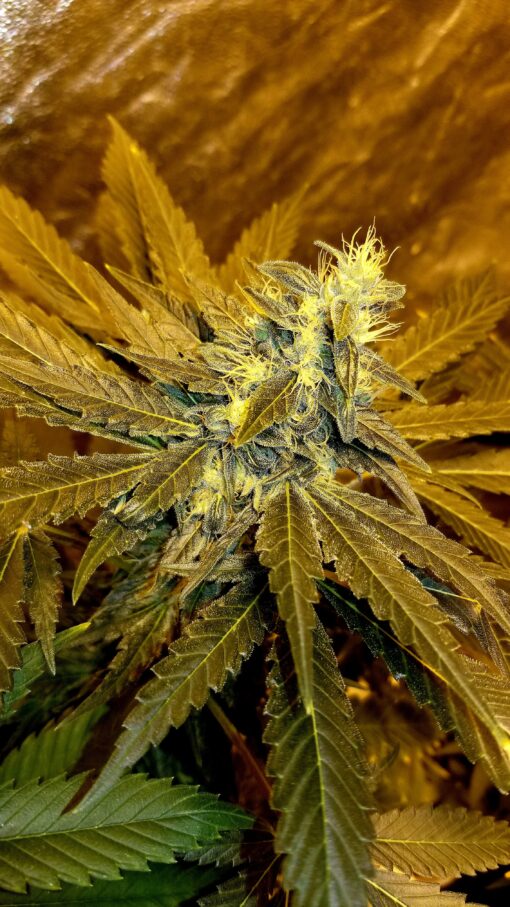 Chocolate Thai RX (Charlottes Web x Chocolate Thai) - 12 Regs