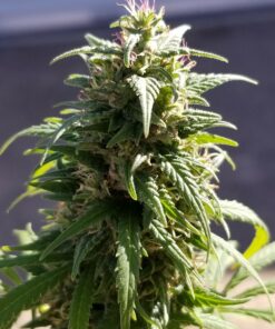 Purple Kush x Guatemalan - 12 Regs