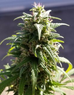 Purple Guatemalan Kush - 12 Regs