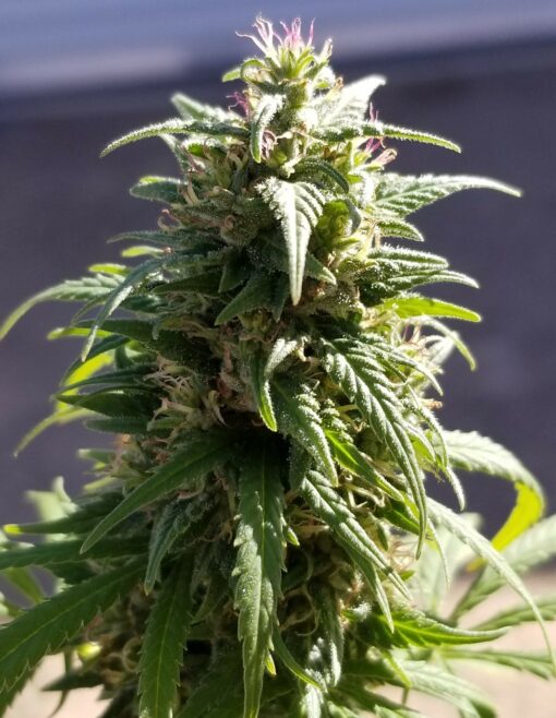 Purple Guatemalan Kush - 12 Regs