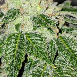 Pink Whale (Moby Dick x Pink Acetone )13 seeds