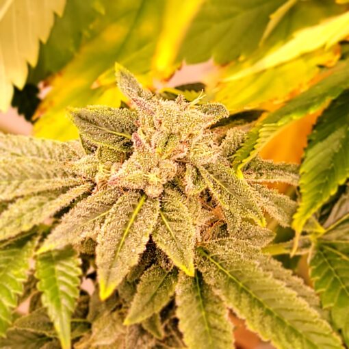 Blue Berry lemon lime X Pink Acetone 13 seeds