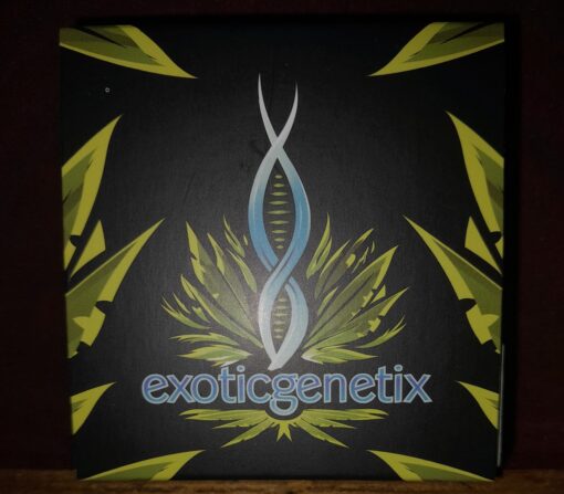 Exotic genetix - Lip Smacker 10ct