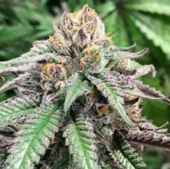 Pink Hammer (9lb Hammer X Pink Acetone) 13 seeds