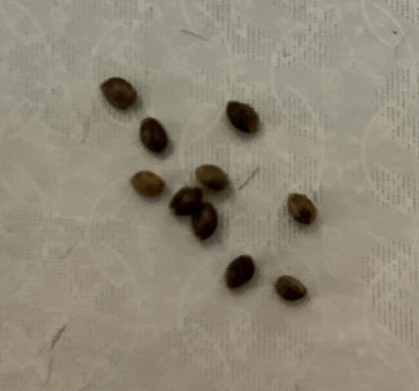 Cherry Garcia Feminized Photoperiod Seeds Seed Canary