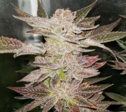 F2 Pink Mints ((Forum Cookies X (Medobreath X animalmintsbx1)) 13 regular photo seeds