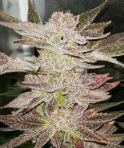 F2 Pink Mints ((Forum Cookies X (Medobreath X animalmintsbx1)) 13 regular photo seeds