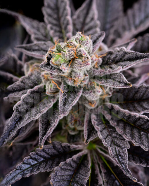 Goat Rodeo (RS11xPink Acetone) 13 seeds