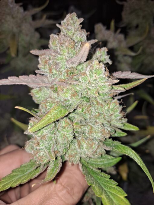 Iced Cookies Auto Limited Stock** - Image 3