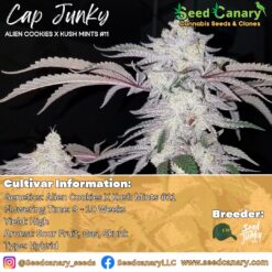 Cap Junky - (Breeder Cut) Rooted Clone