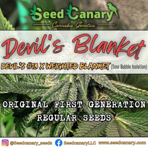 Devil's Blanket - 12x Regular Seeds
