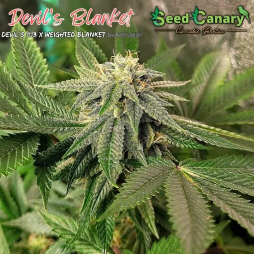 Devil's Blanket - 12x Regular Seeds - Image 2