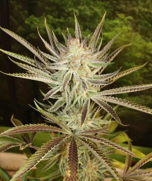 Divine Putang | Annunaki Genetics - Image 2