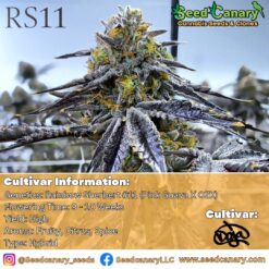 RS11 - (Doja Pak Cut) Rooted Clone