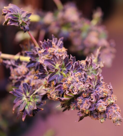 ABC cannabis seeds