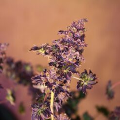 Australian Bastard marijuana seeds