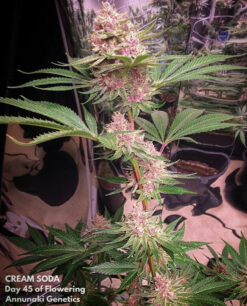 Cream Soda cannabis seeds | Annunaki genetics