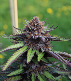 Deep Impact marijuana seeds