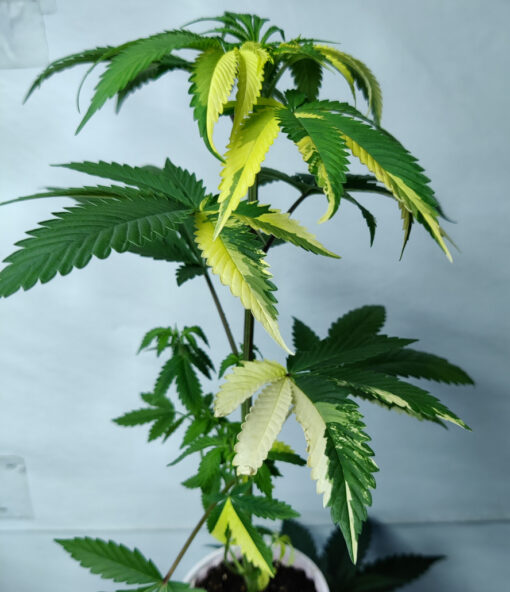 Variegated cannabis seeds | Annunaki Genetics